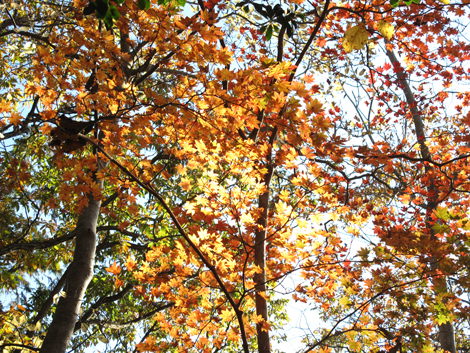 20181115hike (279)